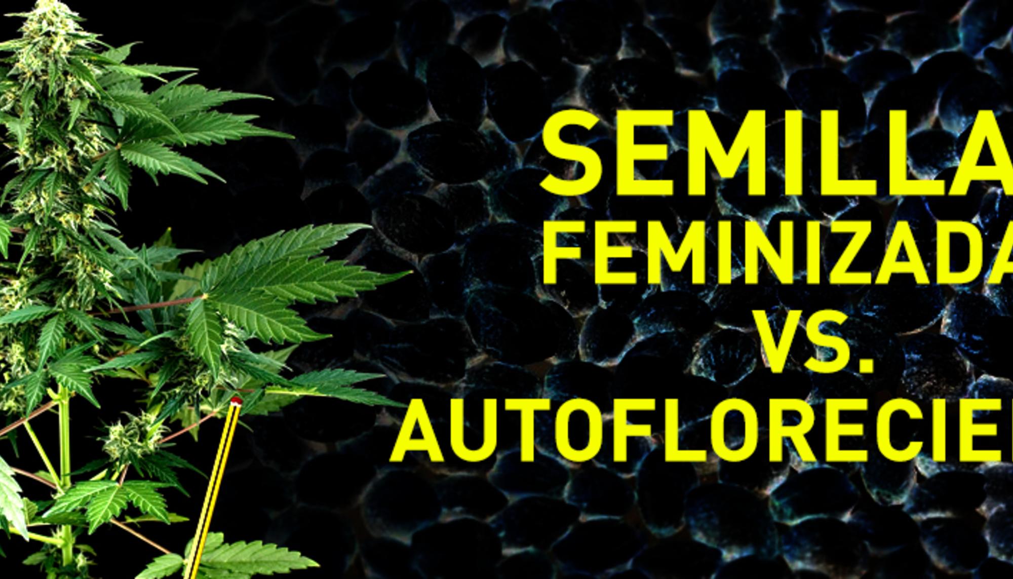 feminizadas o autoflorecientes